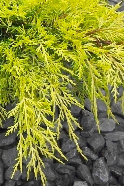 Gold Lace Juniper - 6 Pack Of 1 Gallon Pot 6 Gold Lace Juniper - 6 Pack Of 1 Gallon Pot - Image 4
