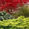 Gold Lace Juniper - 6 Pack Of 1 Gallon Pot -Wilson Bros Garden juniperus chinensis gold lace juniper 4 1