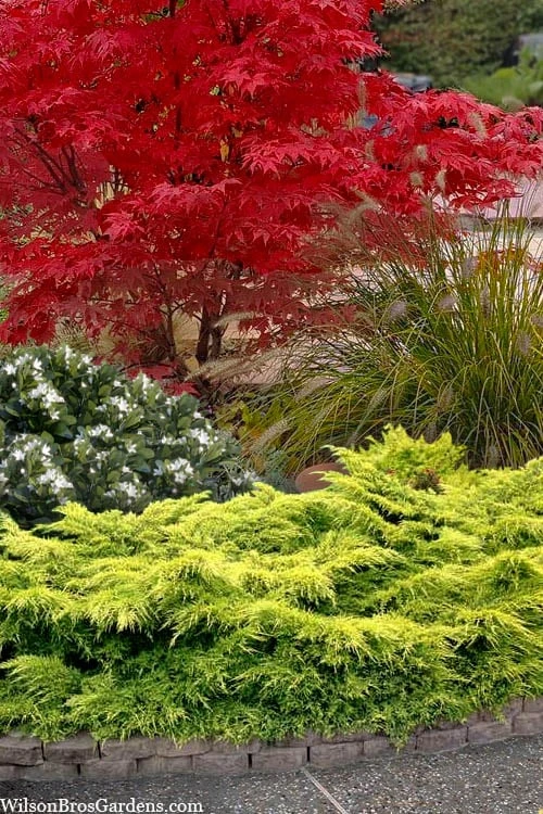 Gold Lace Juniper - 6 Pack Of 1 Gallon Pot 3 Gold Lace Juniper - 6 Pack Of 1 Gallon Pot