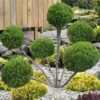 Sea Green Juniper Pom Pom Topiary - 3 Gallon Pot -Wilson Bros Garden juniperus chinensis sea green pom pom topiary 2