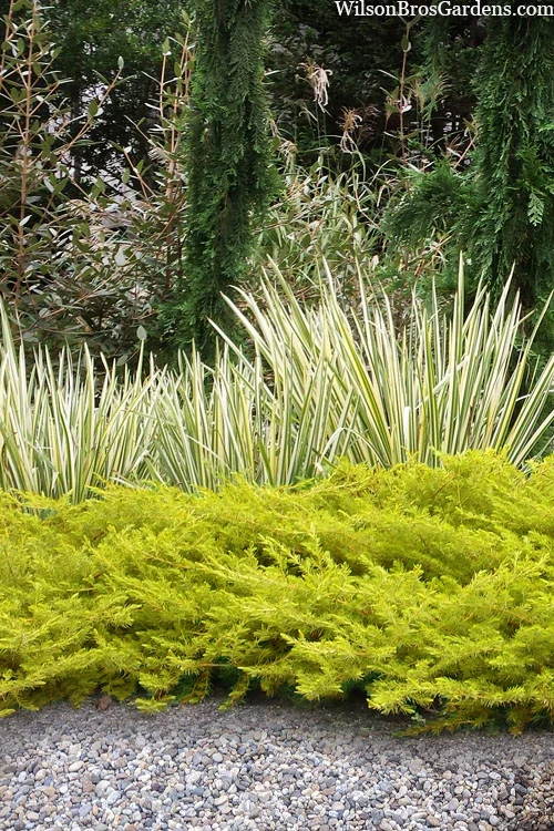 All Gold Golden Pacific Juniper - 6 Pack Of 1 Gallon Pots 9 All Gold Golden Pacific Juniper - 6 Pack Of 1 Gallon Pots - Image 8