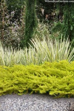 All Gold Golden Pacific Juniper - 6 Pack Of 1 Gallon Pots 17 All Gold Golden Pacific Juniper - 6 Pack Of 1 Gallon Pots -Wilson Bros Garden juniperus conferta all gold pacific shore juniper 20