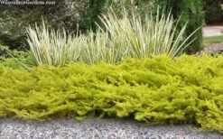 All Gold Golden Pacific Juniper - 2 Gallon Pot -Wilson Bros Garden juniperus conferta all gold pacific shore juniper 21 3