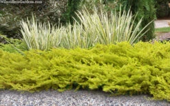 All Gold Golden Pacific Juniper - 6 Pack Of 1 Gallon Pots 12 All Gold Golden Pacific Juniper - 6 Pack Of 1 Gallon Pots -Wilson Bros Garden juniperus conferta all gold pacific shore juniper 21 4