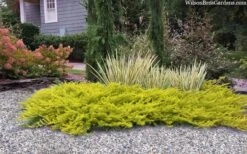 All Gold Golden Pacific Juniper - 2 Gallon Pot -Wilson Bros Garden juniperus conferta all gold pacific shore juniper 22 3