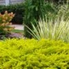 All Gold Golden Pacific Juniper - 6 Pack Of 1 Gallon Pots -Wilson Bros Garden juniperus conferta all gold pacific shore juniper 23 2
