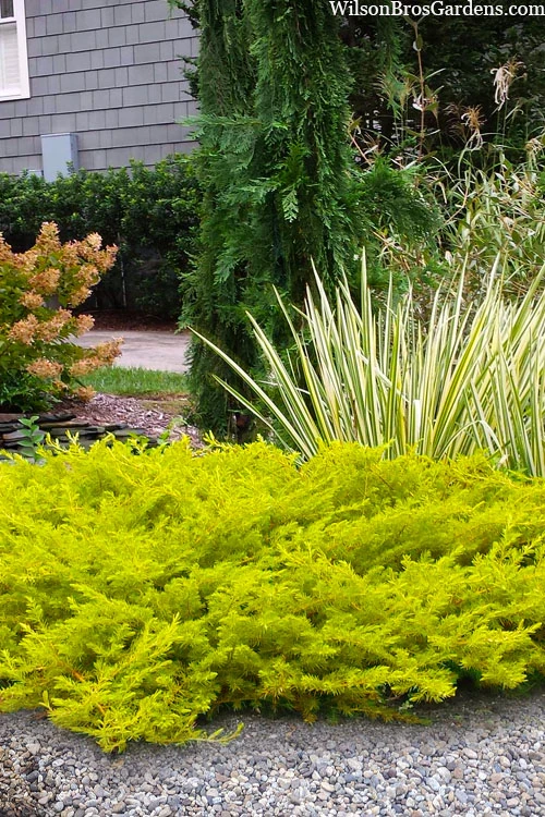 All Gold Golden Pacific Juniper - 6 Pack Of 1 Gallon Pots 2 All Gold Golden Pacific Juniper - 6 Pack Of 1 Gallon Pots