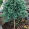 Blue Chip Juniper Tree Form Topiary - 3 Gallon Pot -Wilson Bros Garden juniperus horizontalis blue chip juniper topiary tree 1