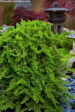 Staked Green Mound Japanese Garden Juniper - 1 Gallon Pot -Wilson Bros Garden juniperus procumbens nana green mound japanese garden juniper staked topiary 1 1