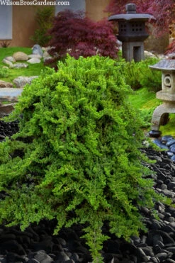 Staked Green Mound Japanese Garden Juniper - 1 Gallon Pot -Wilson Bros Garden juniperus procumbens nana green mound japanese garden juniper staked topiary 5 1