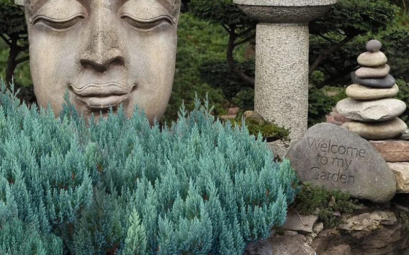 Blue Forest Juniper - 3 Gallon Pot 6 Blue Forest Juniper - 3 Gallon Pot - Image 4