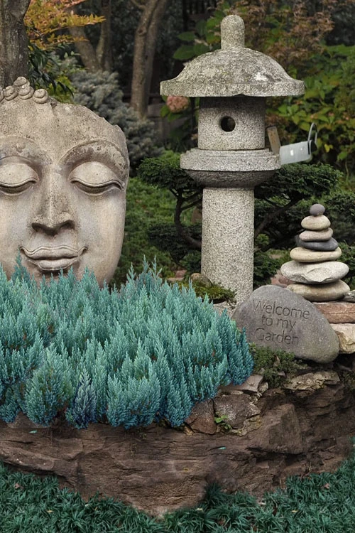 Blue Forest Juniper - 3 Gallon Pot 3 Blue Forest Juniper - 3 Gallon Pot