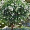 Acoma Weeping White Crape Myrtle - 7 Gallon Pot (3-4') -Wilson Bros Garden lagerstroemia indica acoma weeping crape myrtle 102 1