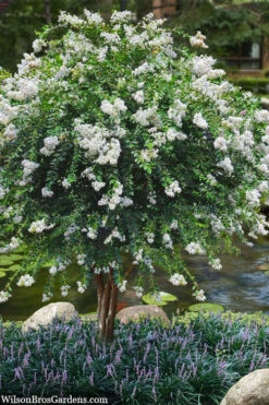 Acoma Weeping White Crape Myrtle - 6 Pack Of 1 Gallon Pots