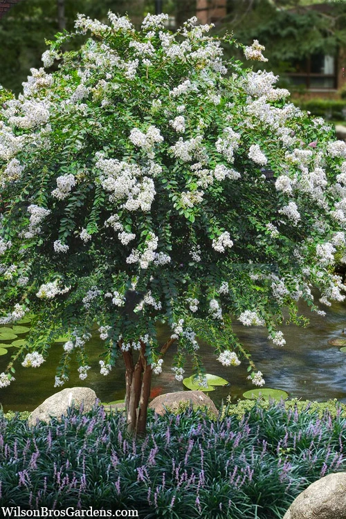 Acoma Weeping White Crape Myrtle - 3 Gallon Pot (3-4+') 3 Acoma Weeping White Crape Myrtle - 3 Gallon Pot (3-4+')