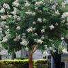Natchez White Crape Myrtle Tree (Single Trunk Tree Form) - 5 Gallon Pot -Wilson Bros Garden lagerstroemia indica natchez crape myrtle standard single trunk 2