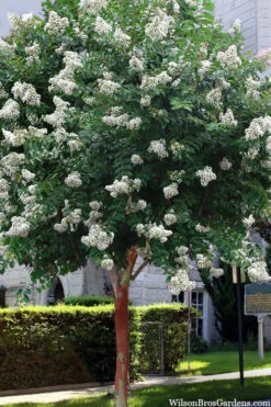 Natchez White Crape Myrtle Tree (Single Trunk Tree Form) - 5 Gallon Pot