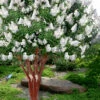Natchez White Crape Myrtle (Multi Trunk) - 7 Gallon Pot (5-6') -Wilson Bros Garden lagerstroemia indica natchez crape20myrtle tree 50 1