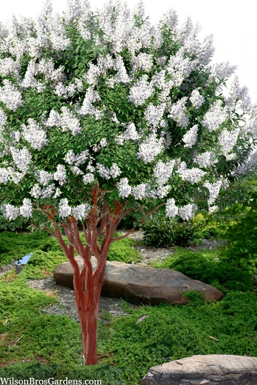 Natchez White Crape Myrtle (Multi Trunk) - 7 Gallon Pot (5-6') 3 Natchez White Crape Myrtle (Multi Trunk) - 7 Gallon Pot (5-6')