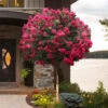 Tonto Red Crape Myrtle - Single Trunk Topiary Tree - 5 Gallon Pot -Wilson Bros Garden lagerstroemia indica tonto crape myrtle tree form standard 2