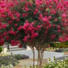 Tuscarora Watermelon Red Crape Myrtle - 5 Gallon Pot