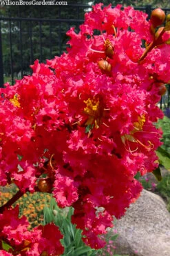 Tuscarora Watermelon Red Crape Myrtle - 1 Gallon Pot -Wilson Bros Garden lagerstroemia indica tuscarora 102 1