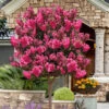 Twilight Magic Crape Myrtle Tree (Single Trunk) - 5 Gallon Pot -Wilson Bros Garden lagerstroemia indica twilight magic crape myrtle single trunk 3