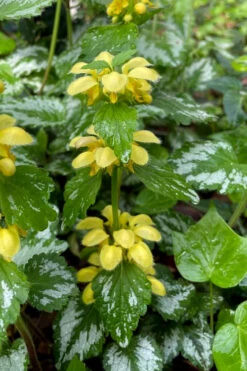 Yellow Archangel (Lamiastrum Galeobdolon) - 5 Pack Of Quart Pots -Wilson Bros Garden lamiastrum galeobdolon yellow archangel 1 1