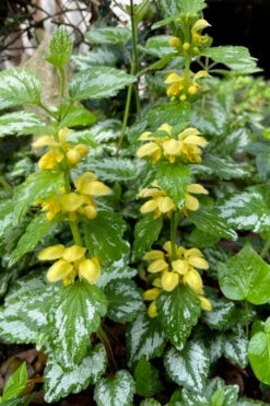 Yellow Archangel (Lamiastrum Galeobdolon) - 5 Pack Of Quart Pots