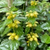 Yellow Archangel (Lamiastrum Galeobdolon) - 10 Pack Of Quart Pots -Wilson Bros Garden lamiastrum galeobdolon yellow archangel 2