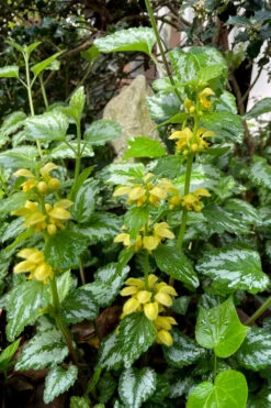 Yellow Archangel (Lamiastrum Galeobdolon) - 5 Pack Of Quart Pots -Wilson Bros Garden lamiastrum galeobdolon yellow archangel 3 1