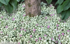 Red Nancy Lamium - 5 Pack Of Pint Pots -Wilson Bros Garden lamium maculatam red nancy spotted dead nettle 8