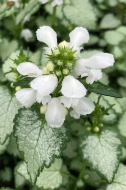 White Nancy Lamium - 5 Pack Of Pint Pots -Wilson Bros Garden lamium maculatam white nancy spotted dead nettle 100 1
