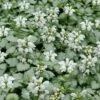White Nancy Lamium - 5 Pack Of Pint Pots -Wilson Bros Garden lamium maculatam white nancy spotted dead nettle 102