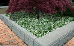 Purple Dragon Lamium - 6 Pack Of Pint Pots -Wilson Bros Garden lamium maculatam white nancy spotted dead nettle 105 2