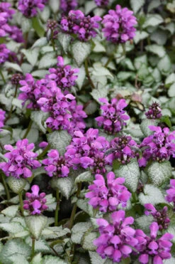 Purple Dragon Lamium - 6 Pack Of Pint Pots -Wilson Bros Garden lamium maculatum purple dragon 3 1