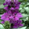 Purple Dragon Lamium - 1 Gallon Pot -Wilson Bros Garden lamium maculatum purple dragon 5