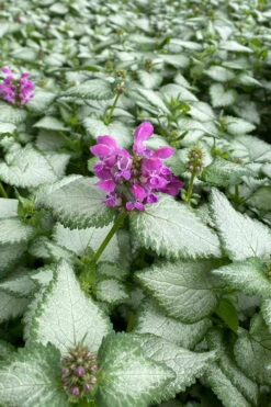 Purple Dragon Lamium - 6 Pack Of Pint Pots -Wilson Bros Garden lamium maculatum purple dragon 7 1