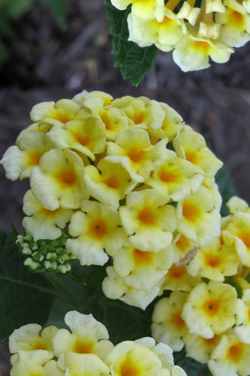 Chapel Hill Yellow Hardy Lantana - 1 Gallon Pot 3 Chapel Hill Yellow Hardy Lantana - 1 Gallon Pot