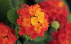 Little Lucky Red Lantana - 6 Inch Pot -Wilson Bros Garden lantana Little Lucky Red Flower Closeup 1