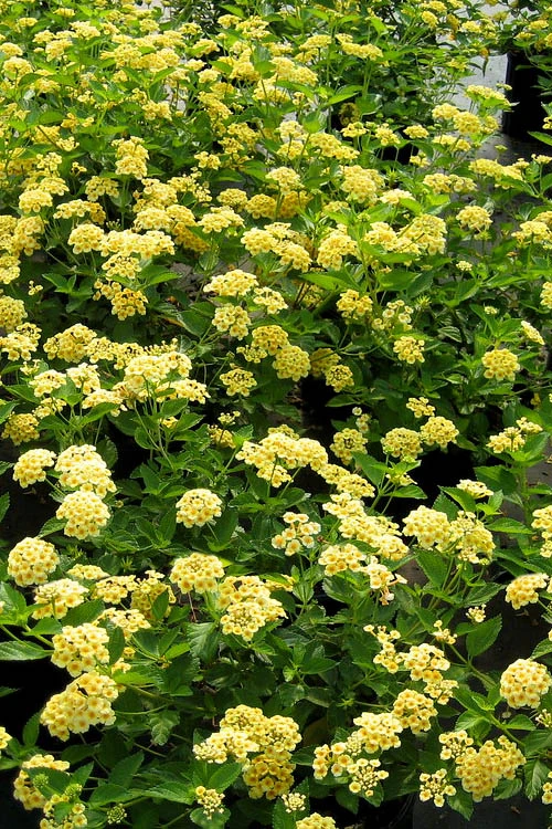Chapel Hill Yellow Hardy Lantana - 1 Gallon Pot 5 Chapel Hill Yellow Hardy Lantana - 1 Gallon Pot - Image 3