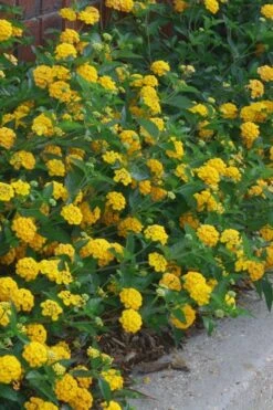 New Gold Hardy Lantana - 5 Pack Of Quart Pots -Wilson Bros Garden lantana new gold 10 3