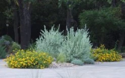 New Gold Hardy Lantana - 6 Pack Of 1 Gallon Pots -Wilson Bros Garden lantana new gold 11 2