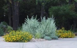 New Gold Hardy Lantana - 5 Pack Of Quart Pots -Wilson Bros Garden lantana new gold 11 3