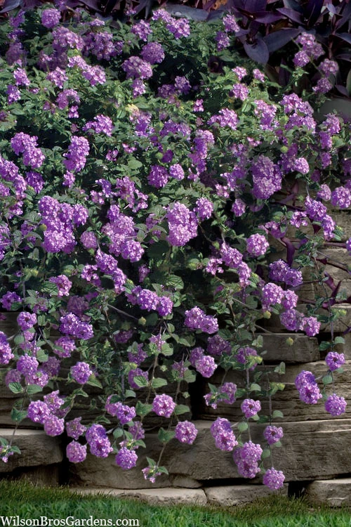 Trailing Lavender Lantana - 18 Pack Of Pint Pots 3 Trailing Lavender Lantana - 18 Pack Of Pint Pots