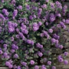 Trailing Lavender Lantana - 1 Gallon Pot -Wilson Bros Garden lantana trailing lavender 105 3