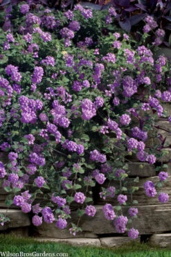 Trailing Lavender Lantana - 1 Gallon Pot