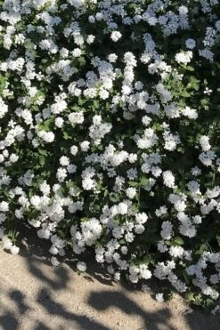 Trailing White Lantana - 1 Gallon Pot -Wilson Bros Garden lantana trailing white 10