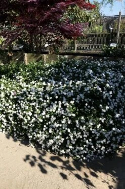 Trailing White Lantana - 5 Pack Of Pint Pots -Wilson Bros Garden lantana trailing white 11 1