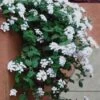 Trailing White Lantana - 5 Pack Of Pint Pots -Wilson Bros Garden lantana trailing white 13 1